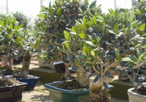 Olive Bonsai Trees: Everything You Need to Know