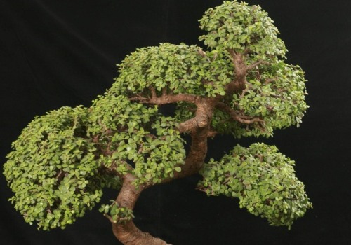 Everything You Need to Know About Jade Bonsai Trees